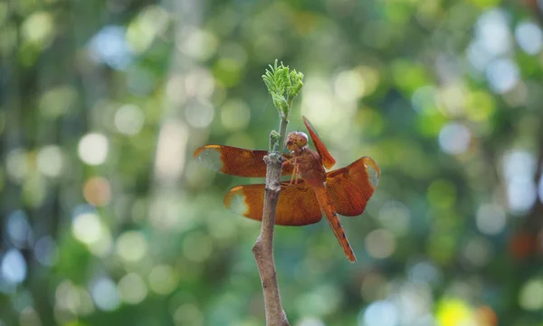 Rote Libelle Anisoptera Thront Auf Der Baumkrone Mit Natur Bokeh — Stockfoto