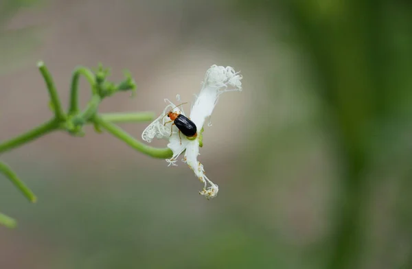 橙色昆虫 红色葫芦叶甲虫 南瓜甲虫 葫芦叶甲虫 黄色南瓜甲虫 Aulacophora Indica 栖息在花朵上 自然模糊的背景 — 图库照片