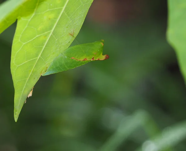 Chrysalis Butterfly Hanging Green Leaf — Stock Photo, Image