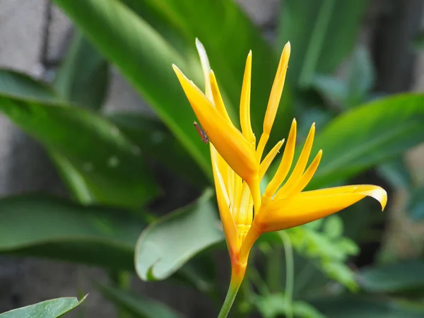 Tropical flowers, Yellow flower, Yellow heliconia flower blooming in the garden, Natural blurred background.