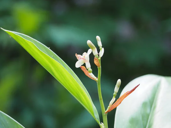 Bahçede açan galangal çiçeği (Alpinia galanga), doğal bulanık arka plan.