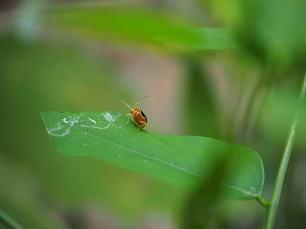 Orange Insect Red Cucurbit Leaf Beetle Pumpkin Beetle Cucurbit Leaf — Stock Photo, Image