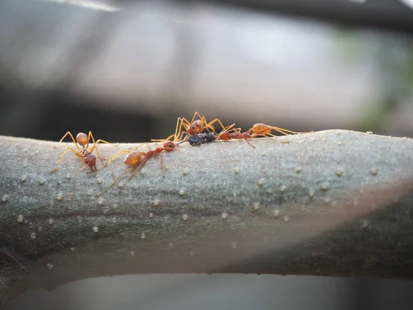 Red ants (Oecophylla smaragdina) help bring the food they find back to the nest.