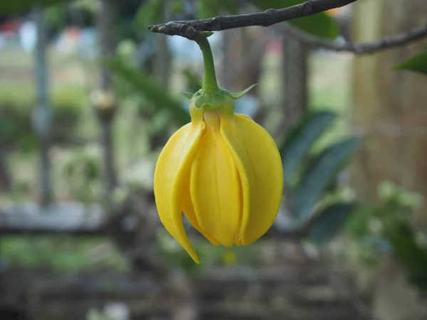 Yellow Ylang Ylang Flower Cananga Odorata Tree — Stock Photo, Image