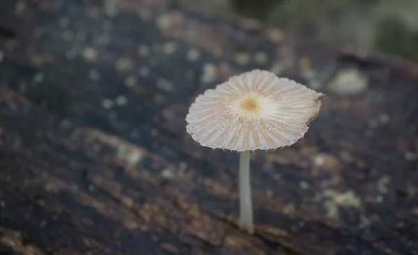 Cogumelo Leucoprinus Fragilissimus Crescem Florestas Húmidas — Fotografia de Stock