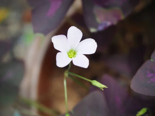 Розовые Цветы Oxalis Purpurea Oxalis Triangularis Цветут Фиолетовых Листьях — стоковое фото