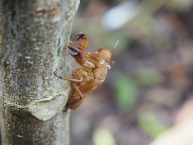 Böcek derisi, ağustos böceği derisi, arka planda bulanıklık..