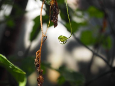 Ağacın tepesindeki su damlacıkları, doğanın bulanık arka planı..