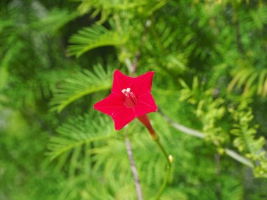 Selvi sarmaşığı, Cypressvine sabah zaferi (Ipomoea quamoclit) doğal bokeh arkaplanlı.