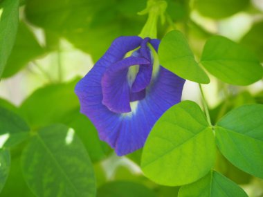 Mor çiçek, Kelebek bezelyesi, Mavi bezelye (Klitoria ternatea) bahçede yeşil yaprak üzerinde