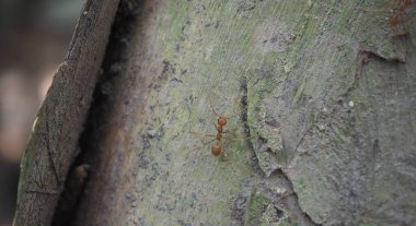 Ağaçta yürüyen kırmızı karınca (Oecophylla smaragdina)