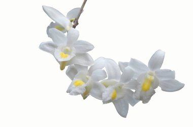 Beyaz orkide, güvercin orkidesi (Dendrobium crumenatum) beyaz arkaplanda izole edilmiştir