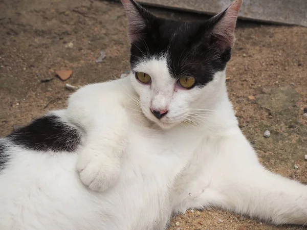 Repos Chat Noir Blanc Dans Jardin — Photo