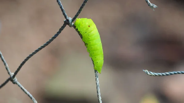 Green Caterpillar Crawling Net Blurred Background — Stock Photo, Image