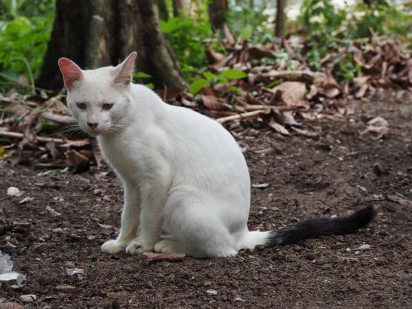Bahçede Oturan Güzel Beyaz Kedi — Stok fotoğraf