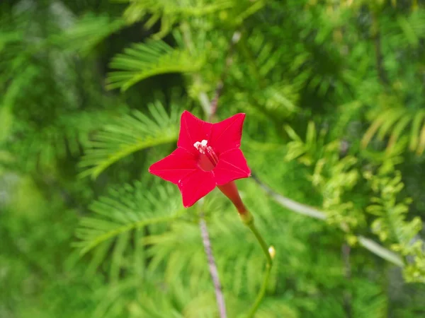 Selvi sarmaşığı, Cypressvine sabah zaferi (Ipomoea quamoclit) doğal bokeh arkaplanlı.