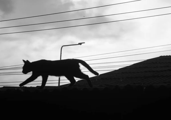 Grayscale Tiro Gato Andando Telhado — Fotografia de Stock