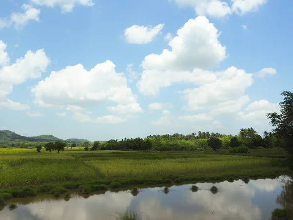 Чистое Голубое Небо Видом Рисовые Поля Сельской Местности — стоковое фото