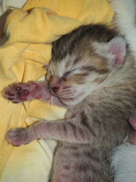 バスケットの中で眠っている新生児子猫 — ストック写真