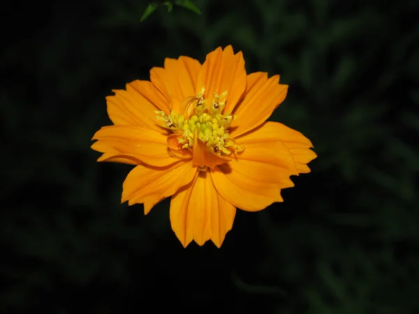 Yellow flower, marigold flower,African marigold, Aztec marigold, Big marigold (Tagetes erecta) in full bloom, dark background.