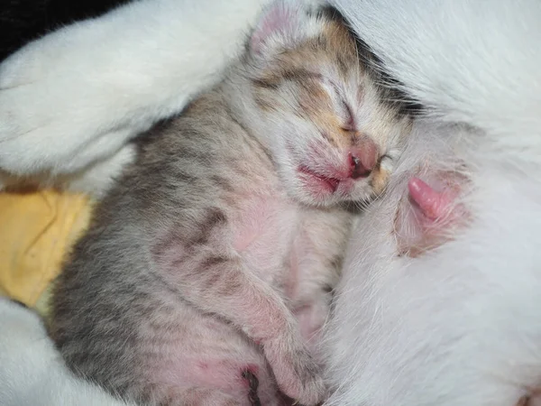 Newborn kitten sleeping in the basket happily.