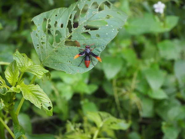 Hornets Perched Leaves — Stock Photo, Image