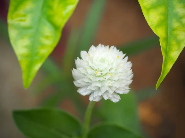 Beyaz çiçekler, Globe amaranth, Bachelor düğmesi, Button agaga, Gomphrena globosa) bahçede çiçek açan.