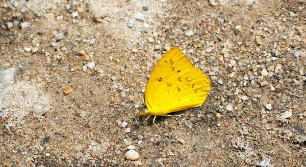 Papillon Jaune Jaune Orange Tip Papillon Ixias Pyrene Perché Sur — Photo