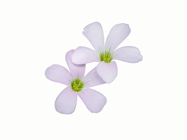 Beyaz arkaplanda Oxalis purpurea çiçeği (Oxalis triangularis) izole edilmiştir.