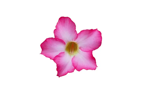 Pembe çiçekler, Impala Zambağı, Pembe Bignonia, Sahte Azalea, Beyaz arka planda izole Çöl Gülü.