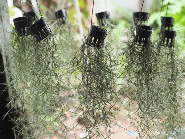 İspanyol yosunu (Tillandsia usneoides) duvarda asılı.. 