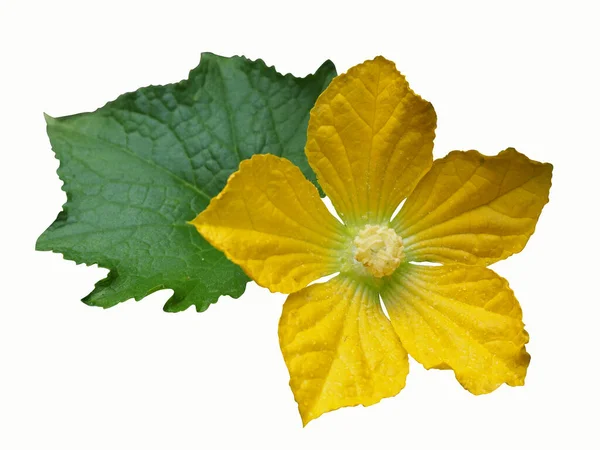 Beyaz arka planda sarı kabak çiçekleri ve yeşil yaprak.