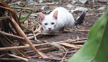 Arka bahçede oturan yaramaz beyaz kedi.