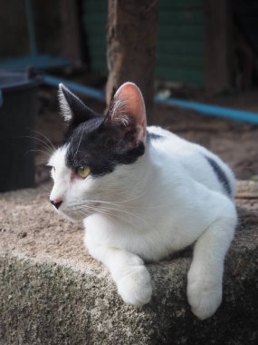 Güzel siyah beyaz kedi bahçede dinleniyor.