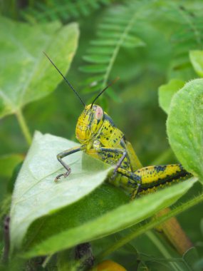 Sarı çekirge, Çekirge, Çekirge... Bahçedeki yeşil yapraklar üzerinde çekirge...