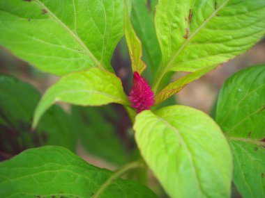 Horoz ibiği, yaban horozibiği, horoz ibiği, horoz ibiği, ibikli çelosin (Celosia argentea) tomurcukları ağaçta güzel çiçek açar..