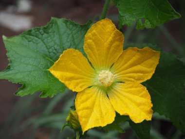 Sarı balkabağı çiçekleri çiçek açmış