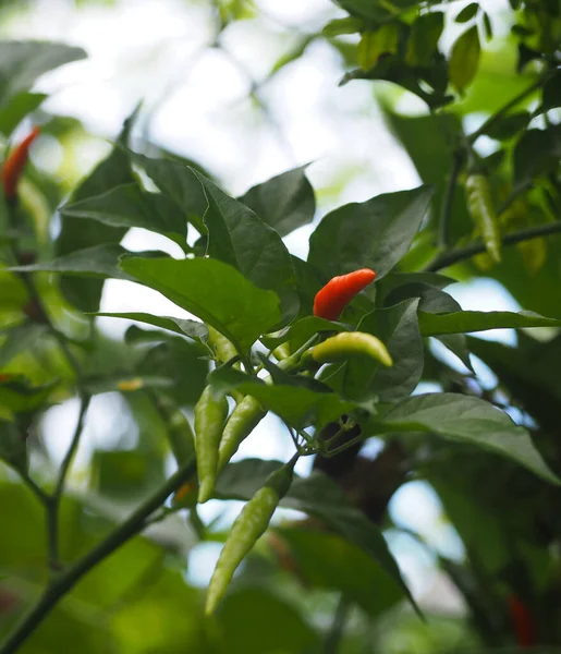 Fresh Chili Tree Nature Blurred Background — Stock Photo, Image