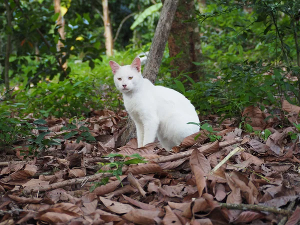 정원에 아름다운 고양이 — 스톡 사진