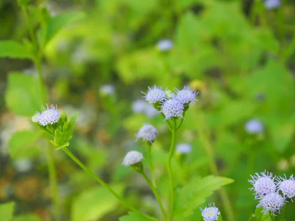 White Weed Commonly Siam Weed Bitter Bush Christmas Bush Devil — Stock Photo, Image