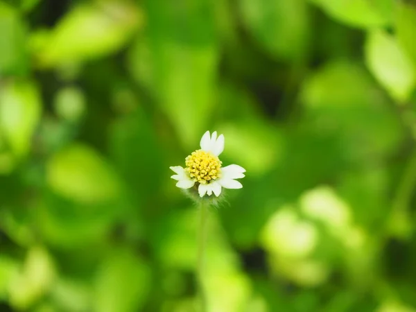 Bahçede palto düğmeleri, Meksika papatya çiçeği (Tridax procumbens). Seçici odaklanma. Doğa bulanık arkaplan.