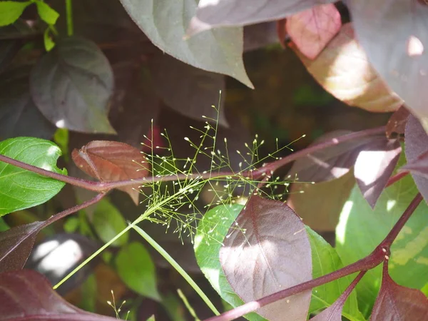 Yaprak arkaplanlı yeni bir sabah için küçük çimen çiçekleri açar.