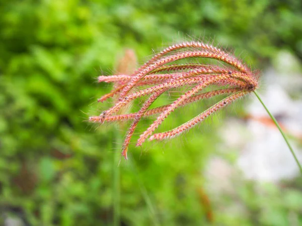 Çimen çiçekleri, Kırlangıç Parmak Çimi, Parmak Çimi (Chloris barbata Sw) Sabah açan.