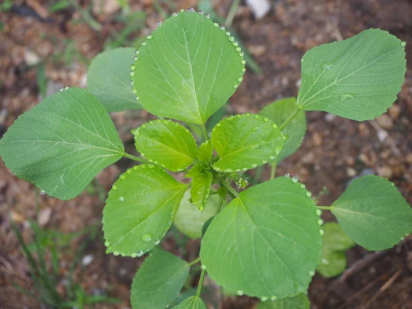 Hint Acalypha, Hint Merkür, Hint Bakır Yaprağı, Hint Nettle, Üç tohumlu Merkür (Acalypha indica) arka bahçede yetişmektedir..
