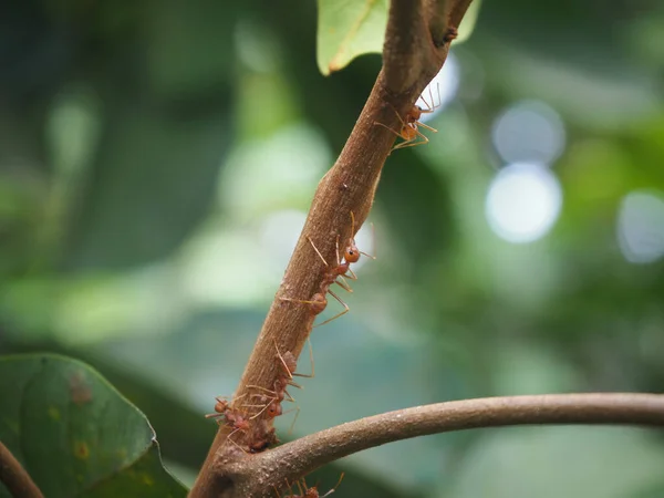 Ağaçta Yürüyen Kırmızı Karıncalar Oecophylla Smaragdina Doğal Bulanık Arkaplan — Stok fotoğraf