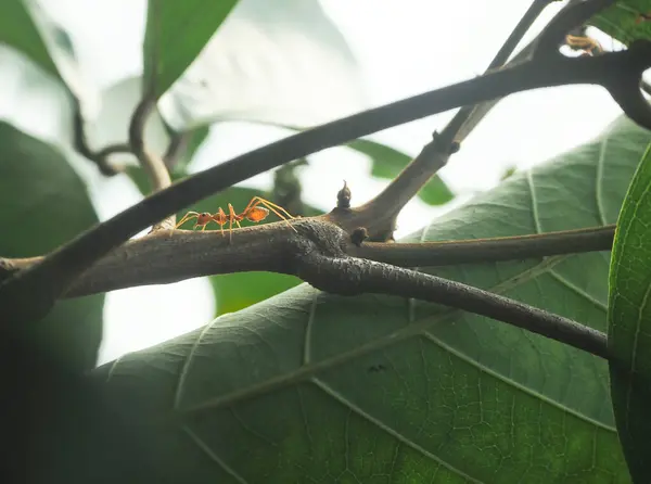 红蚂蚁 Oecophylla Smaragdina 在树上行走 — 图库照片