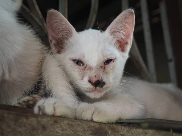 Białe Kocięta Cierpią Grypę Kotów Ropiejące Ból Oka Koncepcja Choroby — Zdjęcie stockowe
