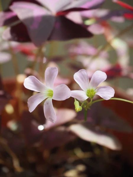 Růžové Květy Oxalis Purpurea Oxalis Triangularis Kvetou Nápadně Fialových Listech — Stock fotografie