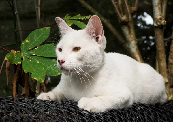 Niegrzeczny Biały Kot Siedzi Sieć — Zdjęcie stockowe