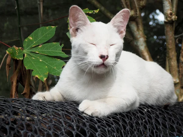 Niegrzeczny Biały Kot Siedzi Sieć — Zdjęcie stockowe